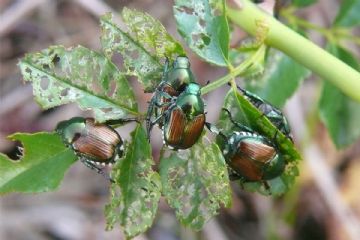 Popillia japonica