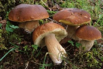 Consulenza per il riconoscimento dei funghi epigei freschi - Corso formativo